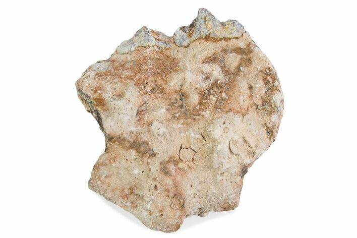 Fossil Oreodont (Merycoidodon) Jaw Section - South Dakota #375555
